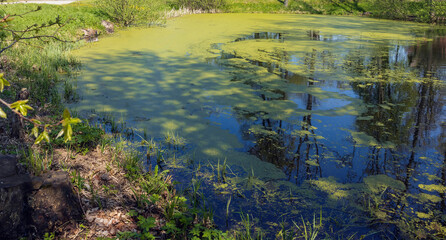 Flowering algae pond in the spring