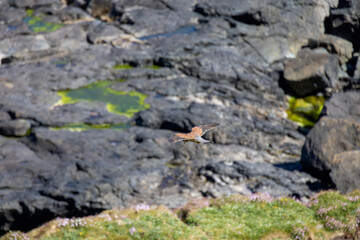 Kestrel (Falco tinnunculus) hovering over cliffs at Porthgwidden looking for prey