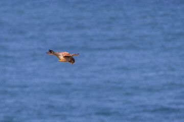 Fototapeta na wymiar Kestrel (Falco tinnunculus) hovering over cliffs at Porthgwidden looking for prey