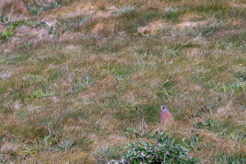 Kestrel (Falco tinnunculus) on the ground having found prey at Porthgwidden