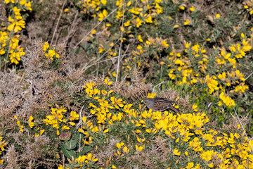 Dunnock (Hedge accentor) on a flowering Gorse bush