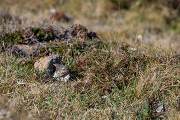 Rock Pipit (Anthus petrosus) walking among scrubland at Kynance Cove