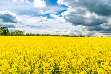 Rapeseed, canola or colza field in Poland. Rape seed is plant for green energy and oil industry.
