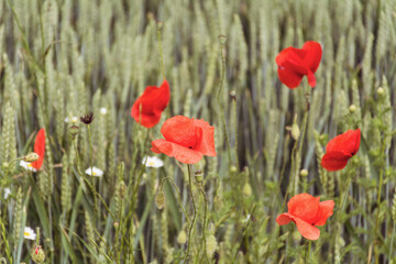 Poppy Flowers in a Green Summer Meadow Background 