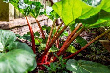 Rhubarb growing in the garden during spring