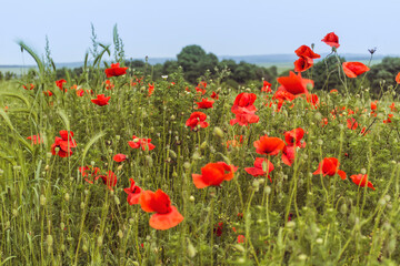 Fototapeta na wymiar Poppy Flowers in a Green Summer Meadow Background 