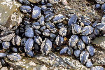 A cluster of Mussels in Helford Creek, Cornwall