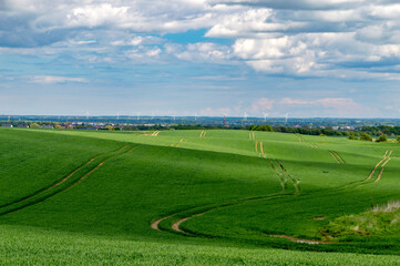 Green cereal field in Poland.