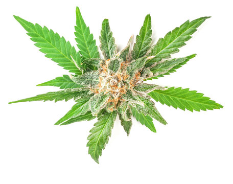 Medical marijuana flower with trichomes and orange hairs and leaves. The plant cannabis is completely in focus after stacking the images.