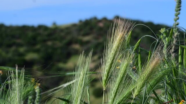 Bugs on plower