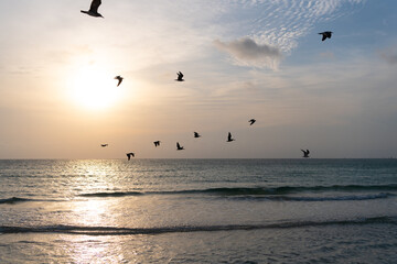 sunrise in ocean or sea water with silhouette of seagulls on sunset sky background, nature beauty