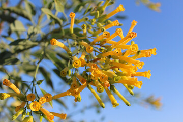 Tree Tobacco (Nicotiana glauca) lush yellow blloming flower branch blossom in tropical sunny day with a blue sky on background.