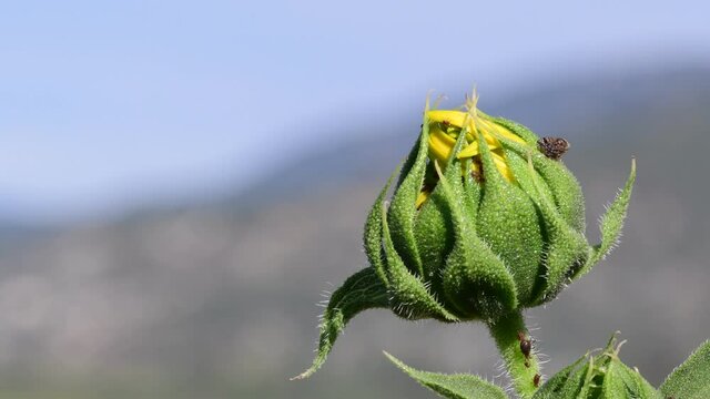 Bugs on plower