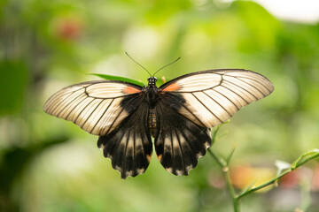 Natures angel. Tropical butterfly sit on green plant. Beautiful butterfly on natural background