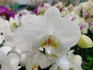 Naklejka na ściany i meble White orchid, buds close-up. White flowers. Selling in the store