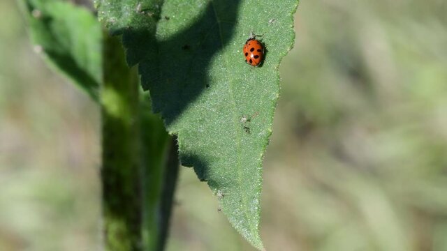 Bugs on plower