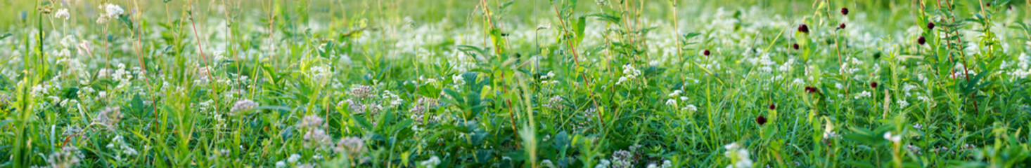 Panorama Summer meadow with flowers and green grass