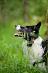 Border collie chien animal domestique