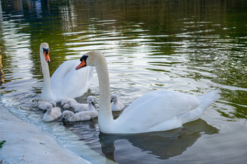 Flock of mute swans and cygnets swimming in a lake