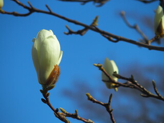 ハクモクレンの花と青空
