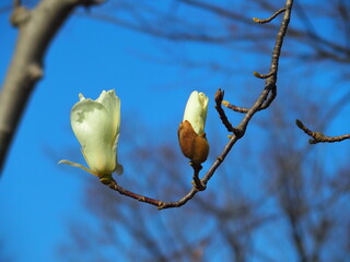 ハクモクレンの花と青空