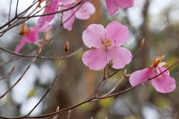 稲叢山のアケボノツツジ　（高知県　土佐町）