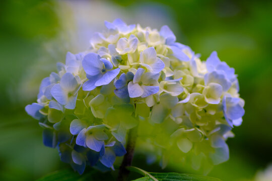 青 辛抱強い愛情 Images Browse 73 Stock Photos Vectors And Video Adobe Stock