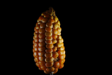 Dry corn, front view on black background