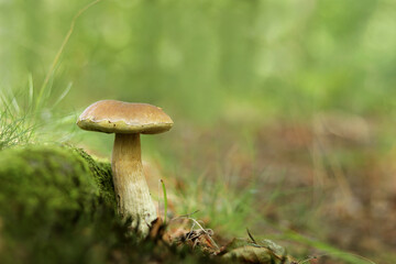 ein junger Steinpilz in Nahaufnahme