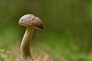 ein junger Steinpilz in Nahaufnahme