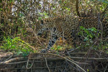 Side view of Jaguar in Pantanal walking through the forest © F.C.G.
