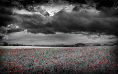 Fototapety  poppies on a field