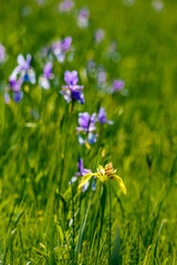 Obraz na płótnie Canvas isolated yellow iris on field with booming blue Siberian iris and green background. auf der gelben Lilie sitzen zwei goldene Scheckenfalter. in the high moor of Rhine valley by the lake of Constance