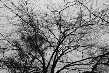 silhouette of a tree in winter