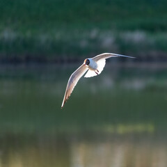 black-headed gull lake neusiedl