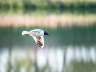 black-headed gull lake neusiedl