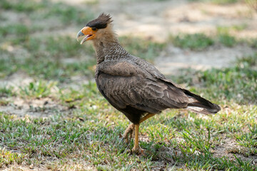 The crested caracara (Caracara plancus)