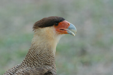 The crested caracara (Caracara plancus)