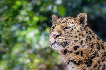 Amur leopard portrait against lush foliage background