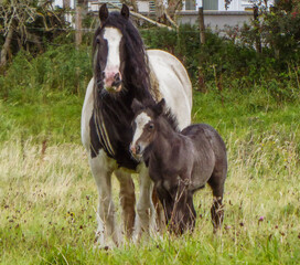 horse and foal