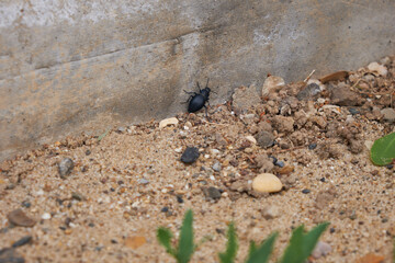 Big black beetle crawling on the wall