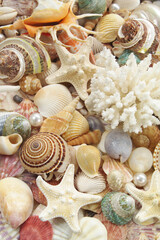 Tropical seashells, sea urchin, corals and starfishes as background