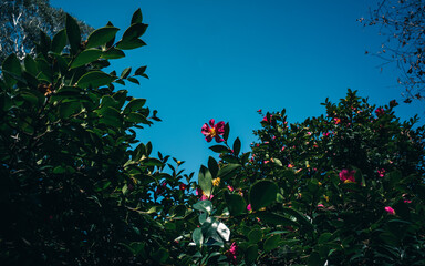 Red flowers