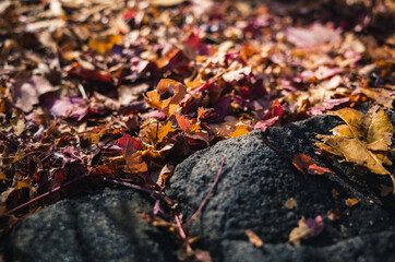 autumn leaves on a stone