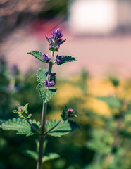 beautiful defocus floral background. Blooming spring flowers