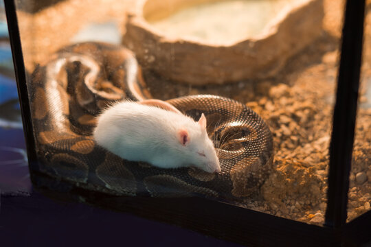 the mouse fell asleep on a snake