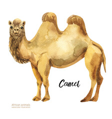 Bactrian camel isolated on white background. Template. Watercolor. Illustration. Picture. Image.