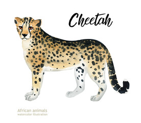 Watercolor illustration of African animals. Cheetah.