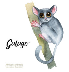 Watercolor illustration of African animals. Galago