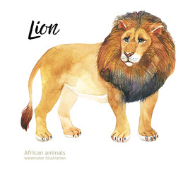 Watercolor illustration of African animals. Lion.